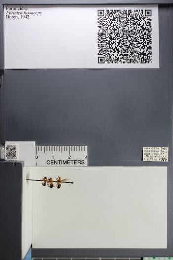 Media type: image;   Entomology 550713
